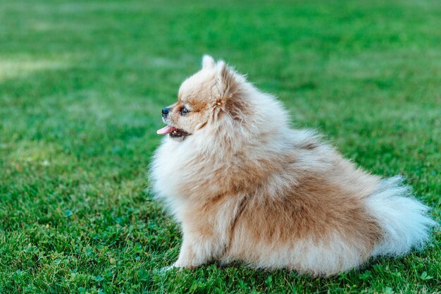 Pomeranian Spitz sits on grass closeup