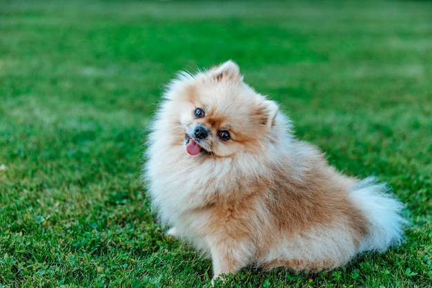 Pomeranian Spitz sits on grass closeup