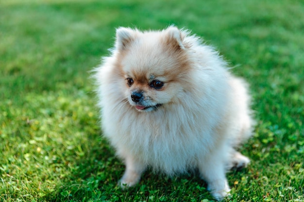 Pomeranian Spitz sits on grass closeup