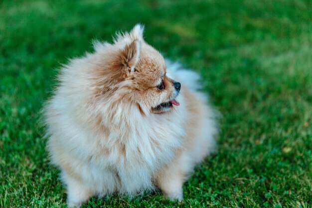 Pomeranian Spitz sits on grass closeup