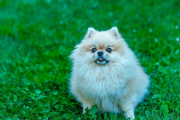 Pomeranian Spitz sits on grass closeup