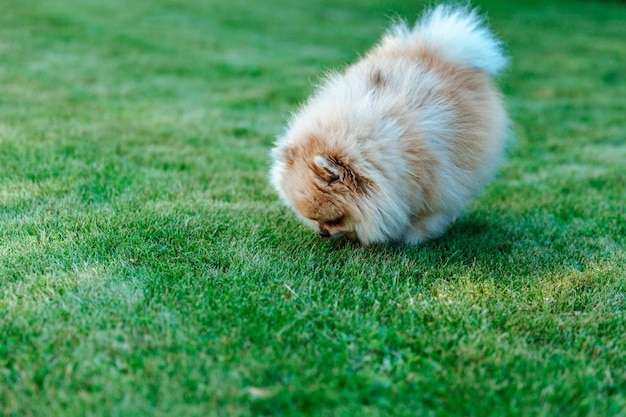 Pomeranian Spitz sniffs grass closeup