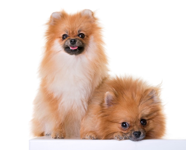 pomeranian spitz in studio