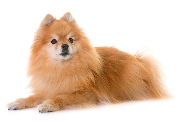 Spitz pomeranian in studio