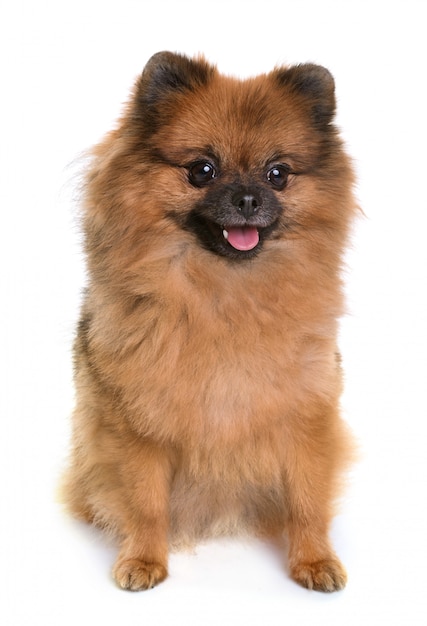 Photo pomeranian spitz in studio