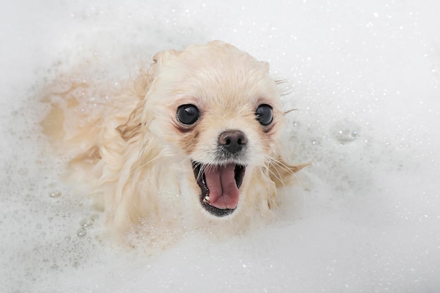 Pomeranian Spitz takes a bath with soapy water
