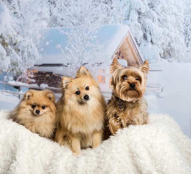 Pomeranian, Spitz and Yorkshire Terrier sitting together in winter scene