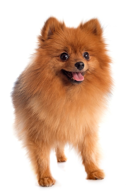 pomeranian spitz