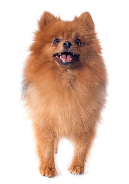 pomeranian spitz