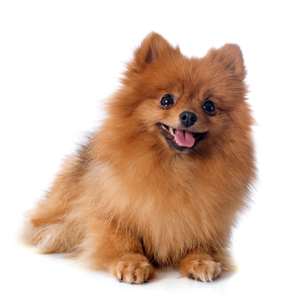 pomeranian spitz