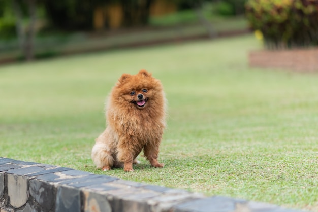 Pomeranian standing on the lawn at the park