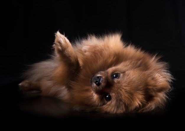 Pomeranian in studio