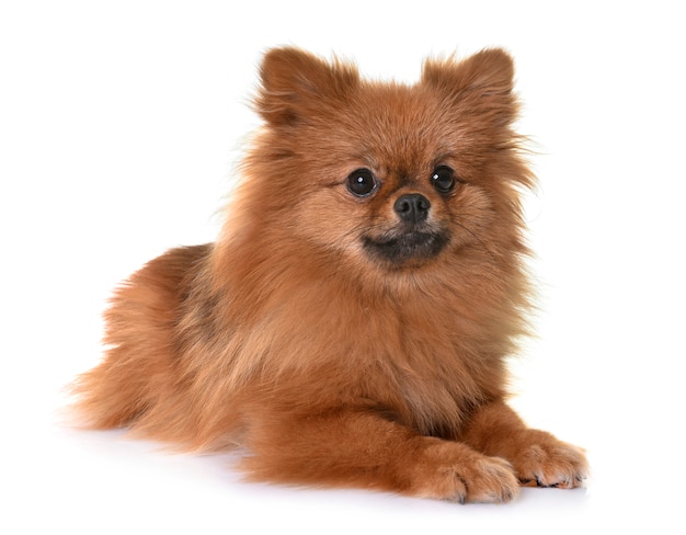 Pomeranian in studio