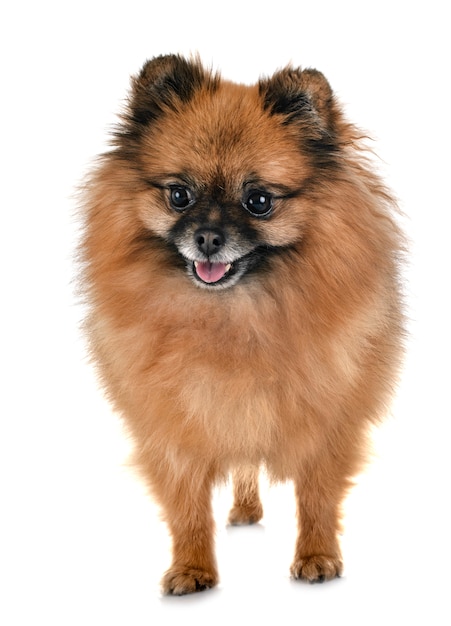 Pomeranian in studio