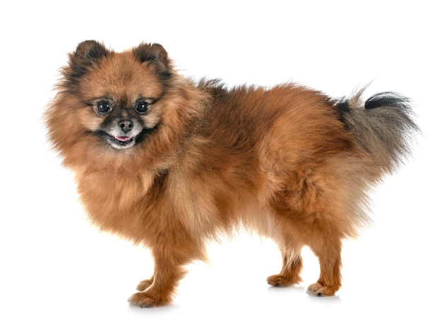 pomeranian in studio