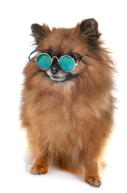 Pomeranian in studio