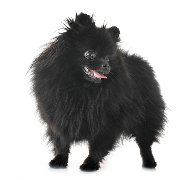 Pomeranian in studio