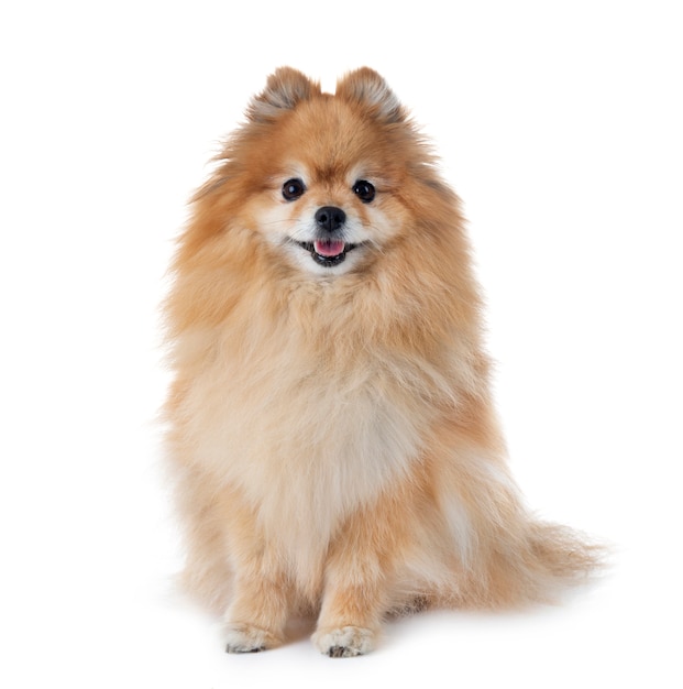 Pomeranian in studio