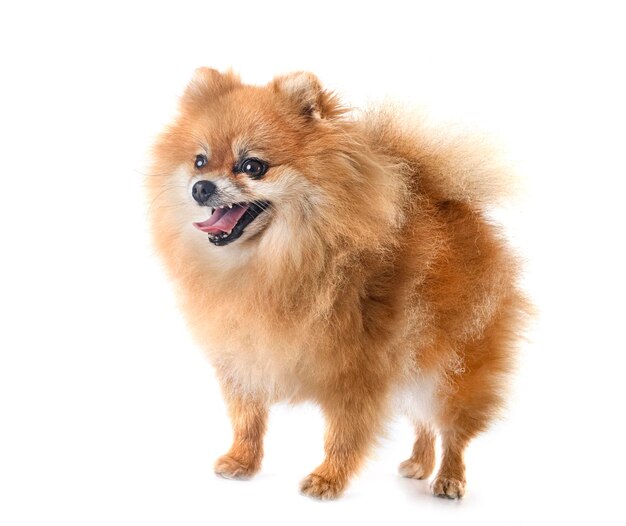 Pomeranian in studio