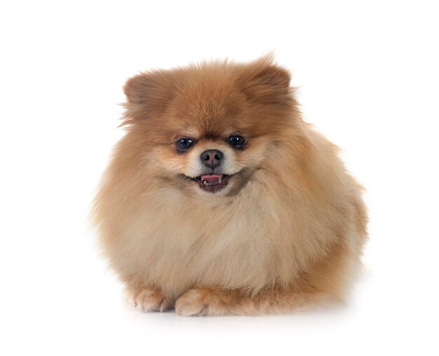 pomeranian in studio