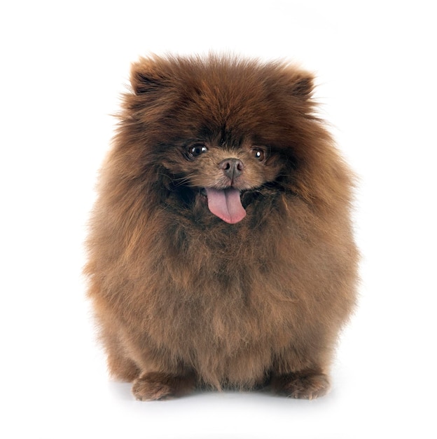 pomeranian in studio