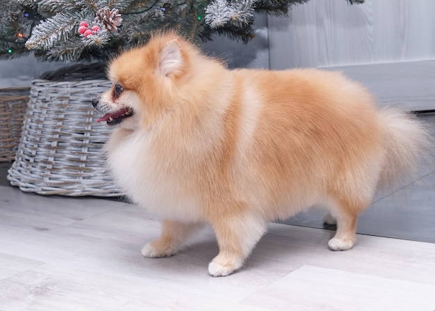 A pomeranian with a beautiful hairstyle stands on the floor in front of the Christmas tree.