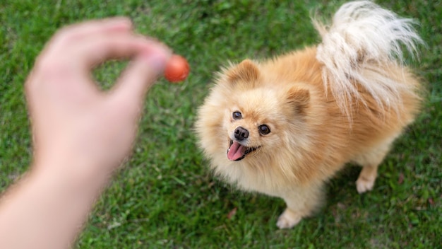 Pomeranian with brown fur