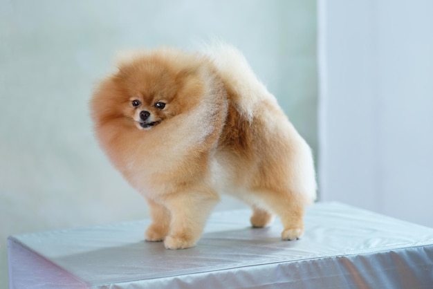 Pomeranian with perfect shapes after a haircut in the salon stands on the grooming table