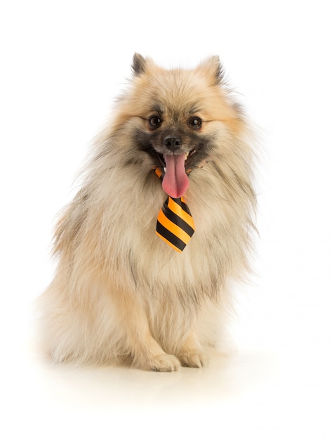 Pomeranian with tie