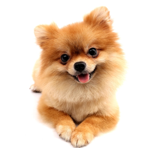 Photo pomeranian with white backdrop.