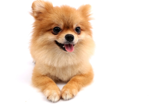 Pomeranian with white backdrop.