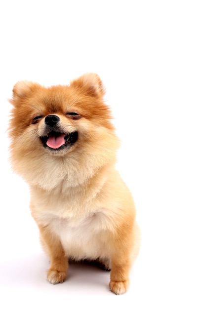 Pomeranian with white backdrop.