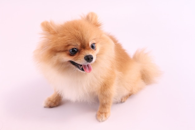 Pomeranian with a white backdrop.