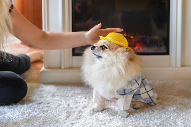 Pomerania con un cappello giallo e un maglione si siede vicino al camino