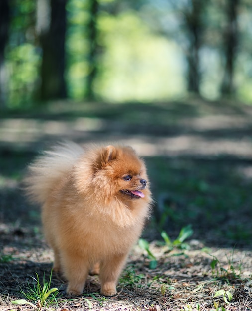 Pomeranianhond die in een park lopen. Mooie hond