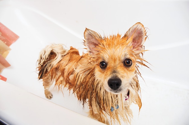 Pomeranianhond in de badkamersspitz hond in het wasproces met shampoo dichte omhooggaand