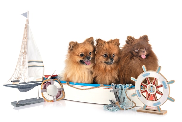 Foto pomeranians dog