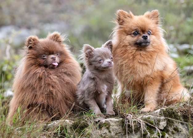 Foto pomeranians in natura