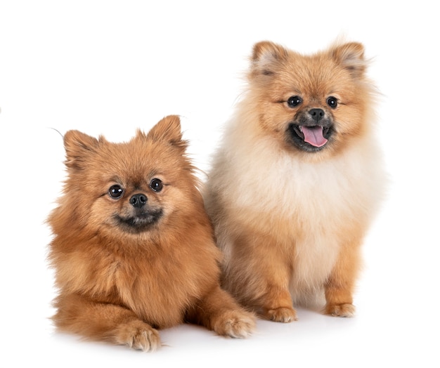 pomeranians in studio