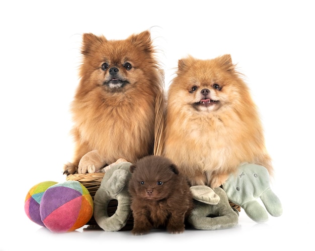 Pomeranians in studio