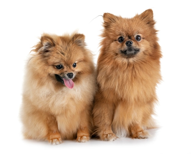 pomeranians in studio