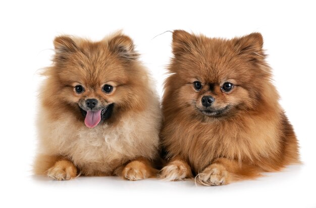 pomeranians in studio