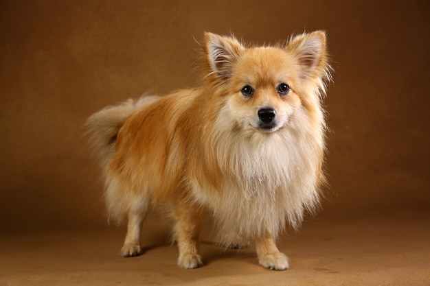 Pomeranianspitz Hond op bruine achtergrond in studio