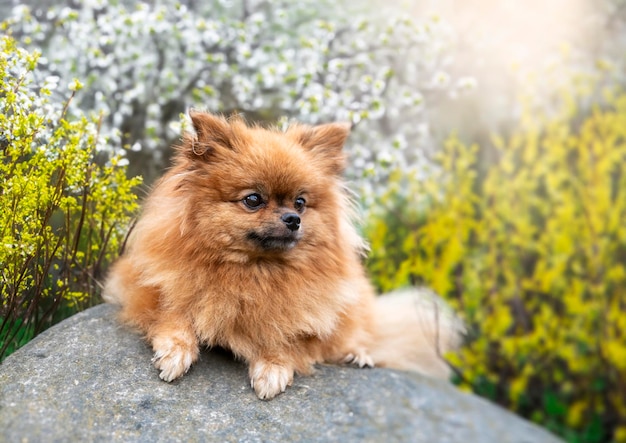 Foto pomeraniër in de natuur