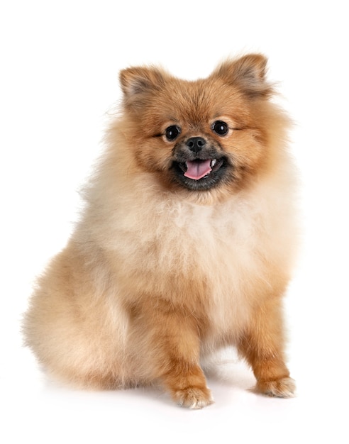 Pomeraniër in de studio.