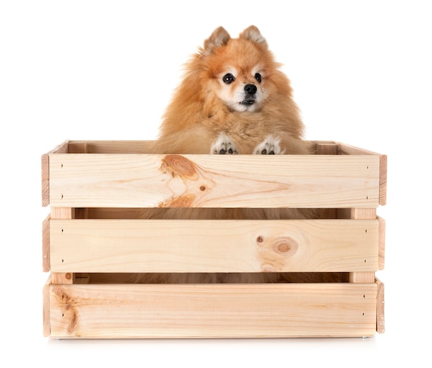 Pomeraniër in de studio.