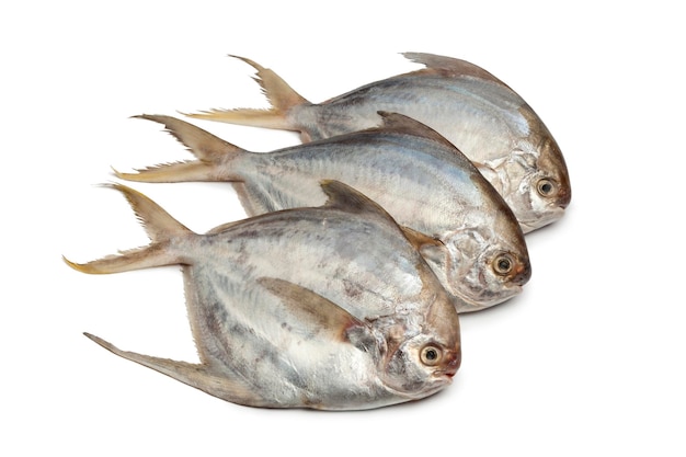 Pomfret fishes