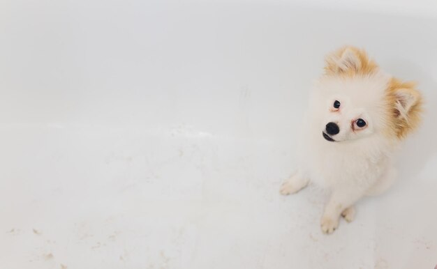 写真 ポミラニアン犬の子犬が風呂で洗っている