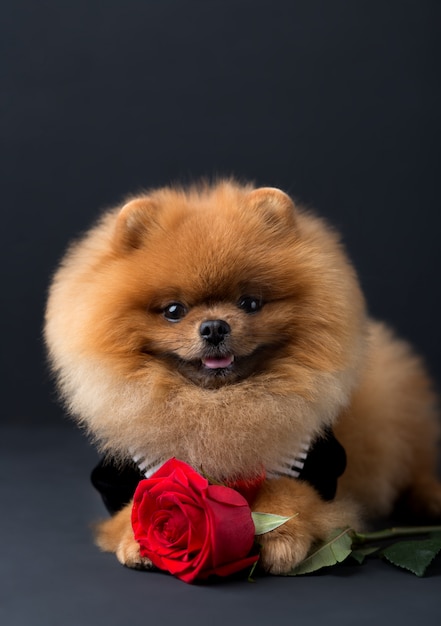 Pommeren hond in een pak met een rode roos op donkere muur. Portret van een hond in rustig