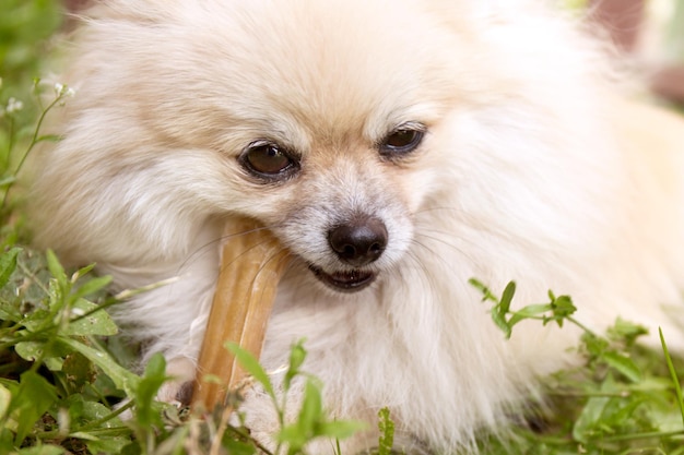 Pommeren hond kauwen een bot op groen gras achtergrond